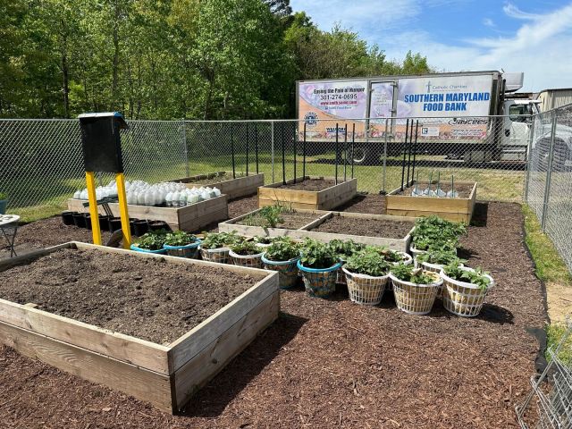 Since its establishment in 2016, the Southern Maryland Food Bank’s Seeds of Hope Community Garden has been an integral part of the food bank’s approach to fighting food insecurity in Southern Maryland. This Spring, the garden was renovated thanks to a generous donation, supporting the building of a new fence and layout. Learn more about the recently updated garden on our website. https://bit.ly/3K4tjOw @umdextension